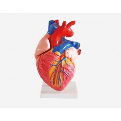 مجسم القلب البشري